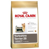 Yorkshire Terrier 28 Adult 